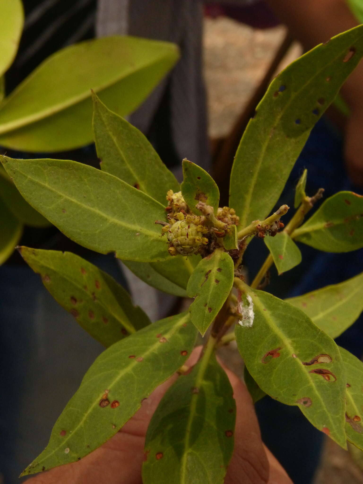 Image of mangrove