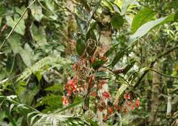 Image of Begonia radicans Vell.