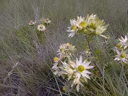 Image of Leucadendron spissifolium subsp. natalense (Thode & Gilg) I. Williams