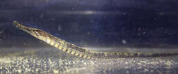 Image of Banded freshwater pipefish