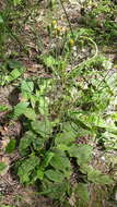 Image of Hieracium glaucinum subsp. similatum (Jord. ex Bor.) Gottschl.