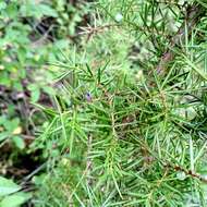 Image of common juniper