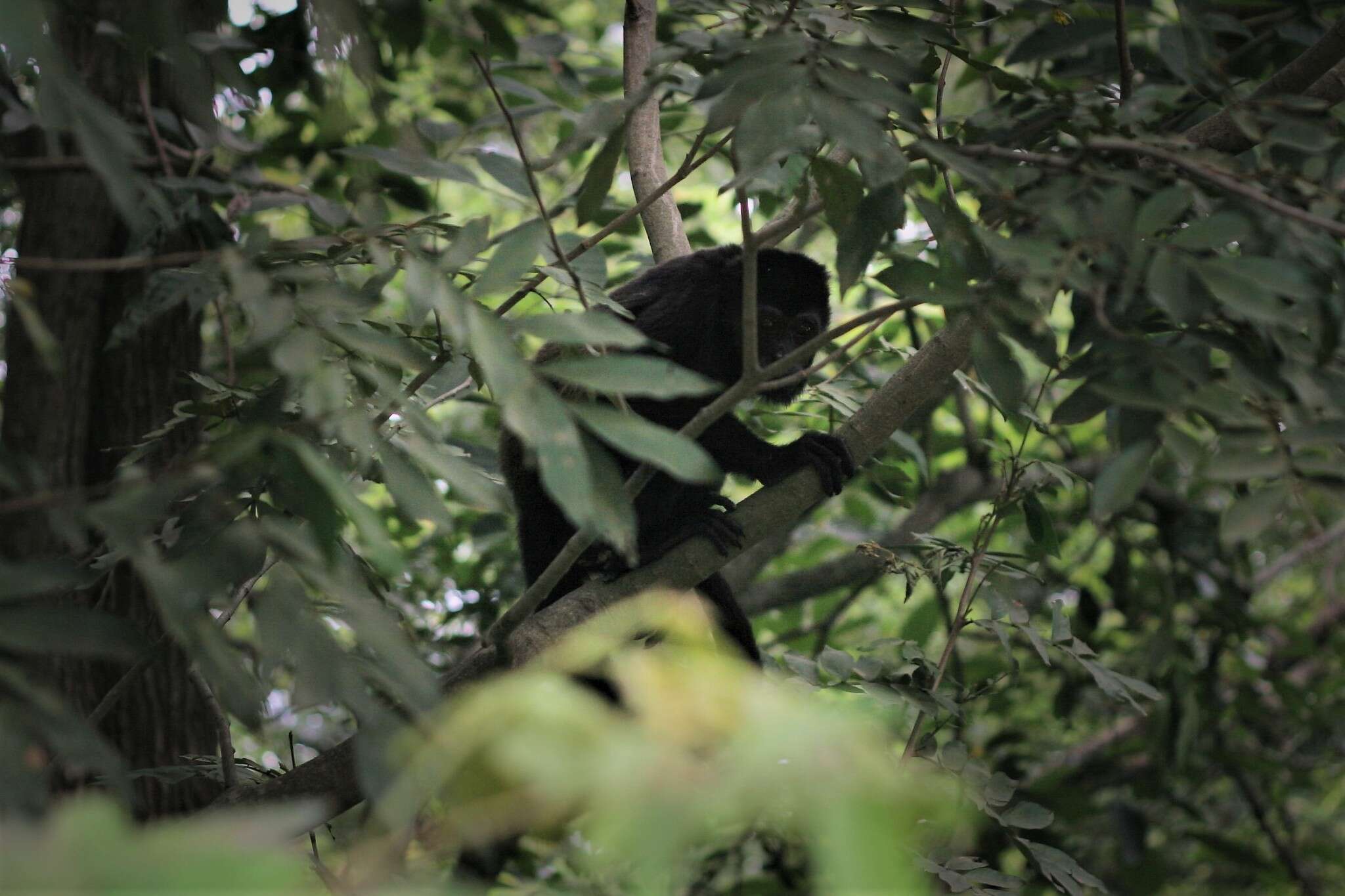 Sivun Alouatta palliata palliata (Gray 1849) kuva