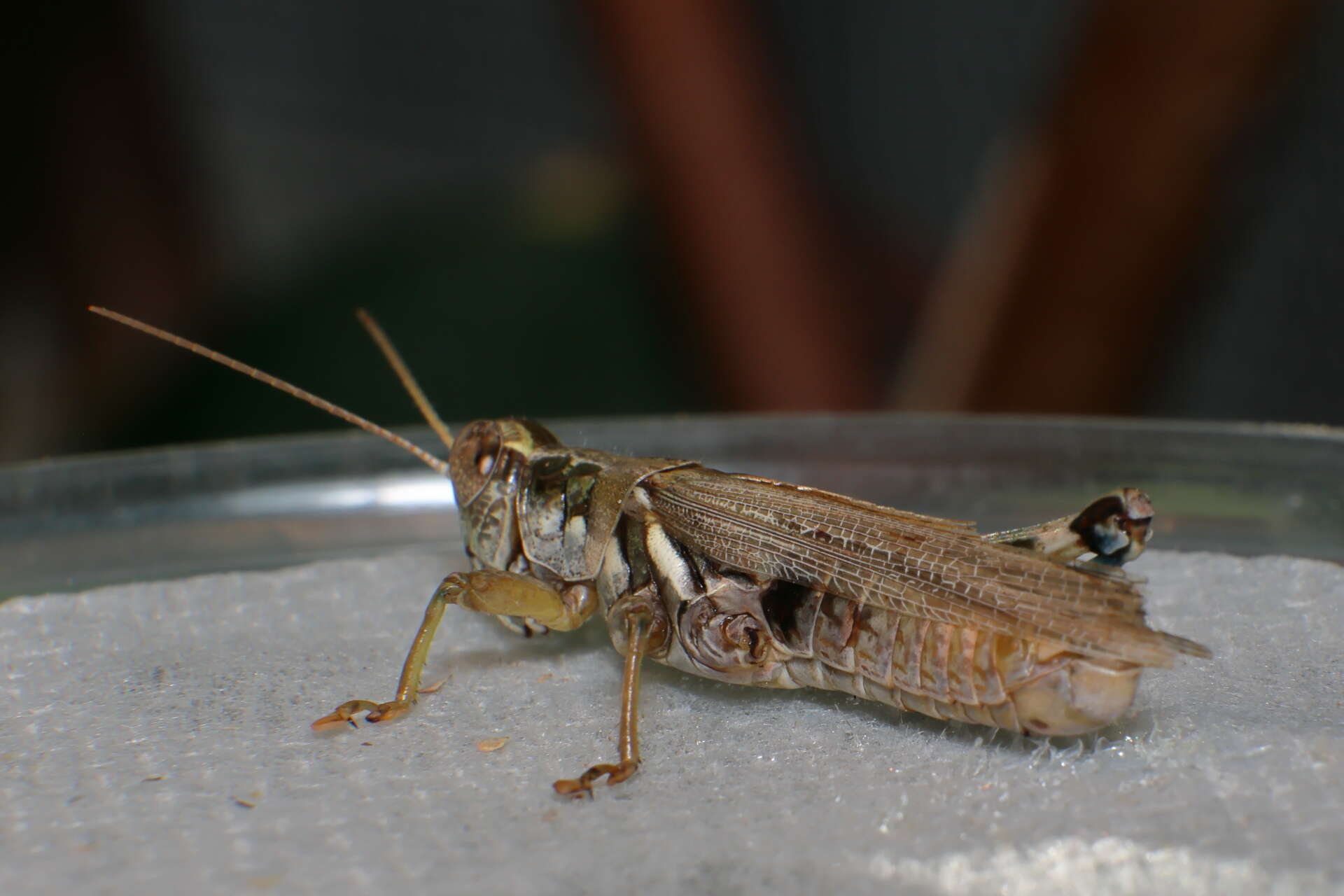 Melanoplus pictus Scudder & S. H. 1897的圖片