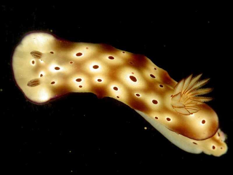 Image of Leopard head flapper slug