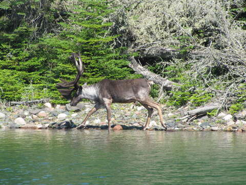 Image of Southern Mountain Caribou DPS