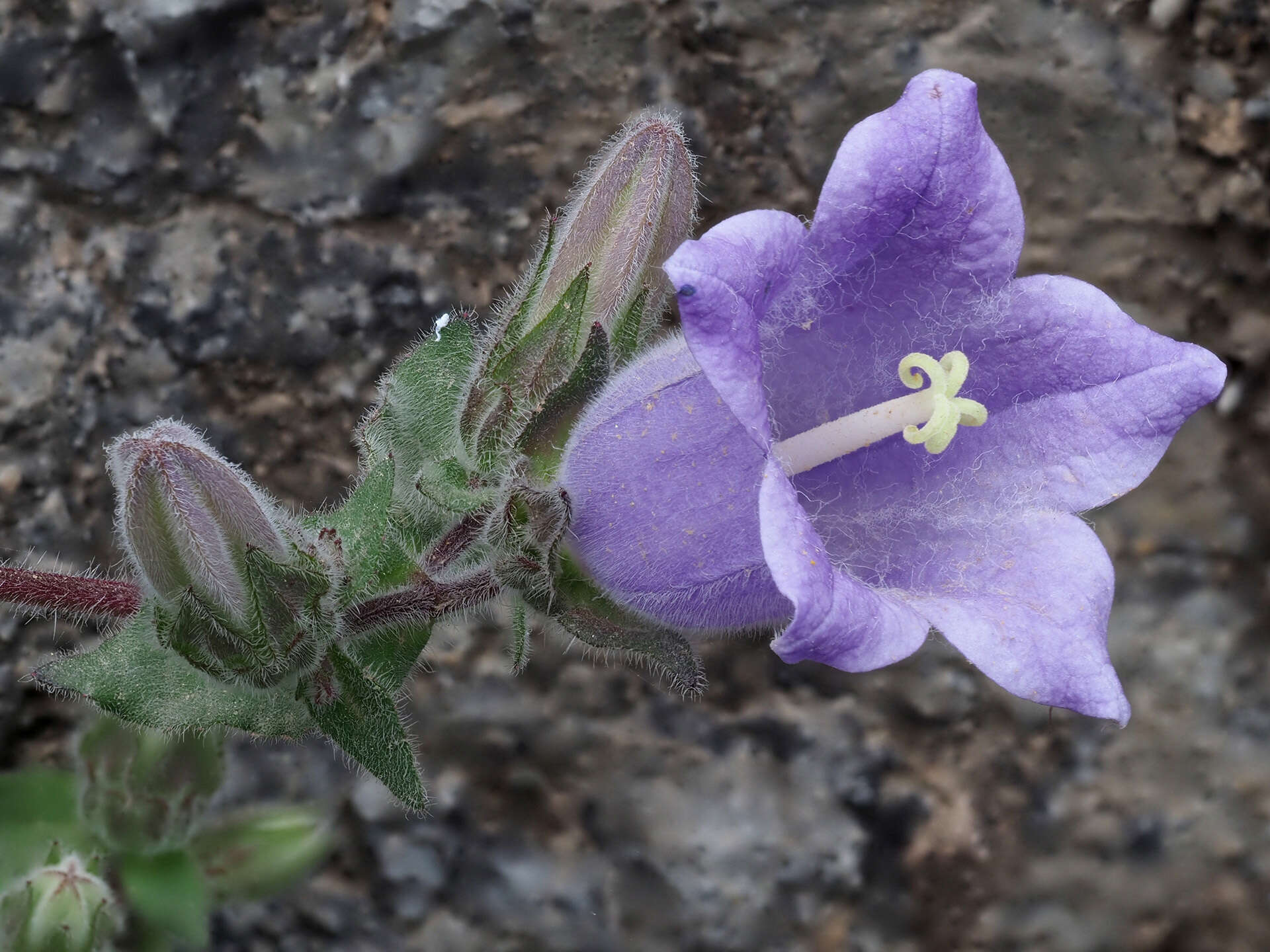 Imagem de Campanula tubulosa Lam.