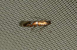 Image of Phyllonorycter nigrescentella (Logan 1851)