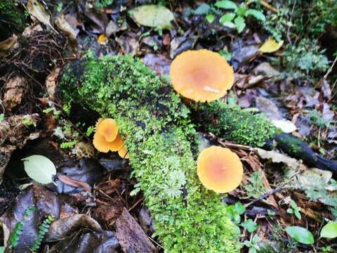 Image of Heimiomyces velutipes (G. Stev.) J. A. Cooper 2014