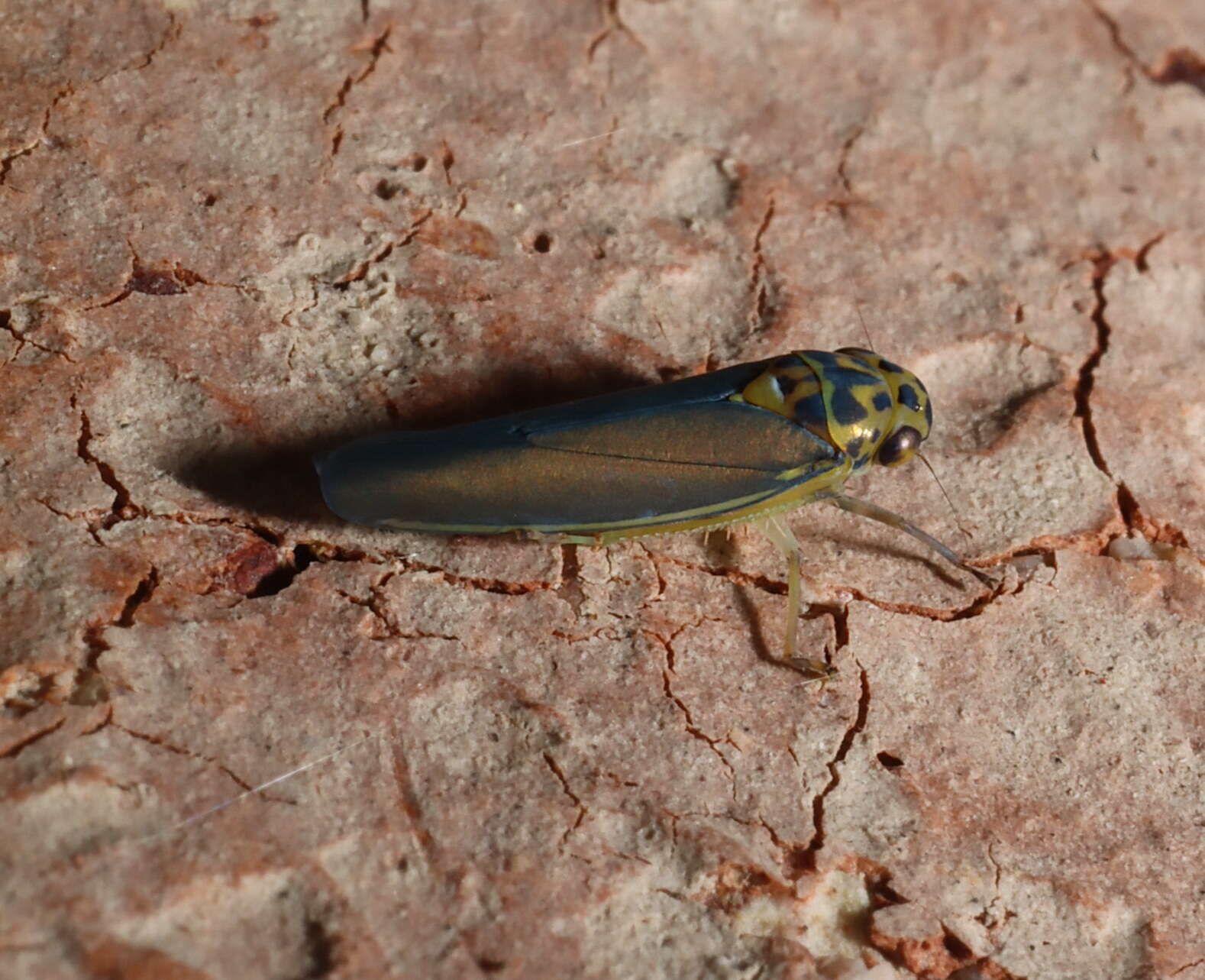 Image of Ishidaella tumida (Evans 1966)