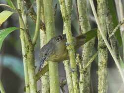 Image of Checker-throated Antwren