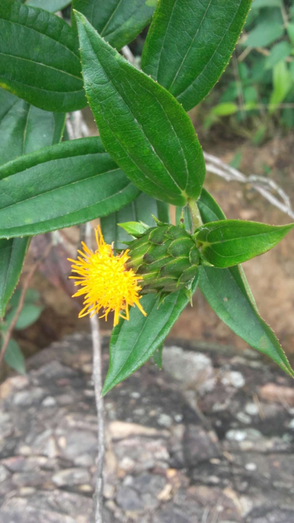 Lycoseris crocata (Bertol.) Blake resmi