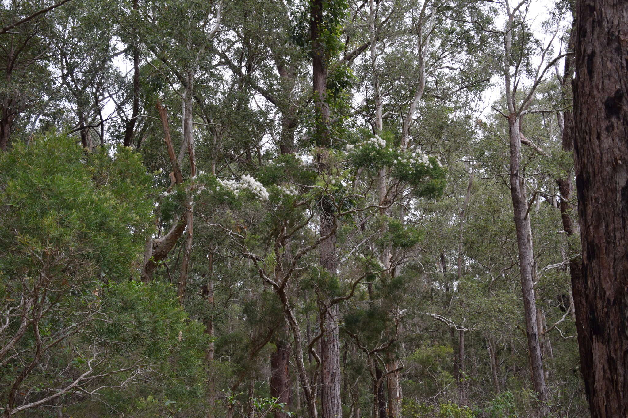 Image of cajeput tree