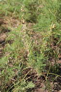Image of Artemisia adamsii Bess.