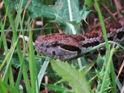 Image of Godman's Montane Pit Viper