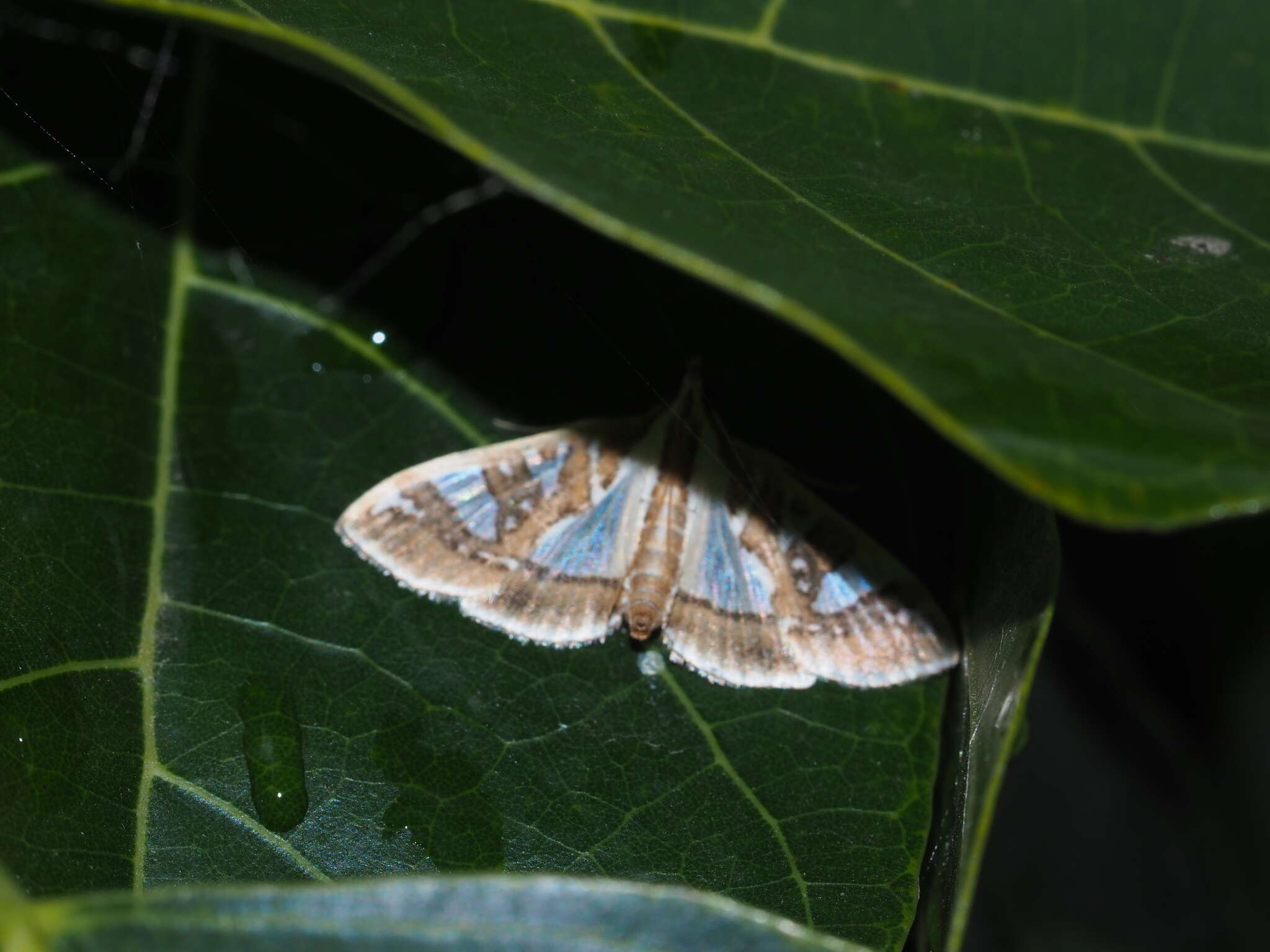 Image of Moth