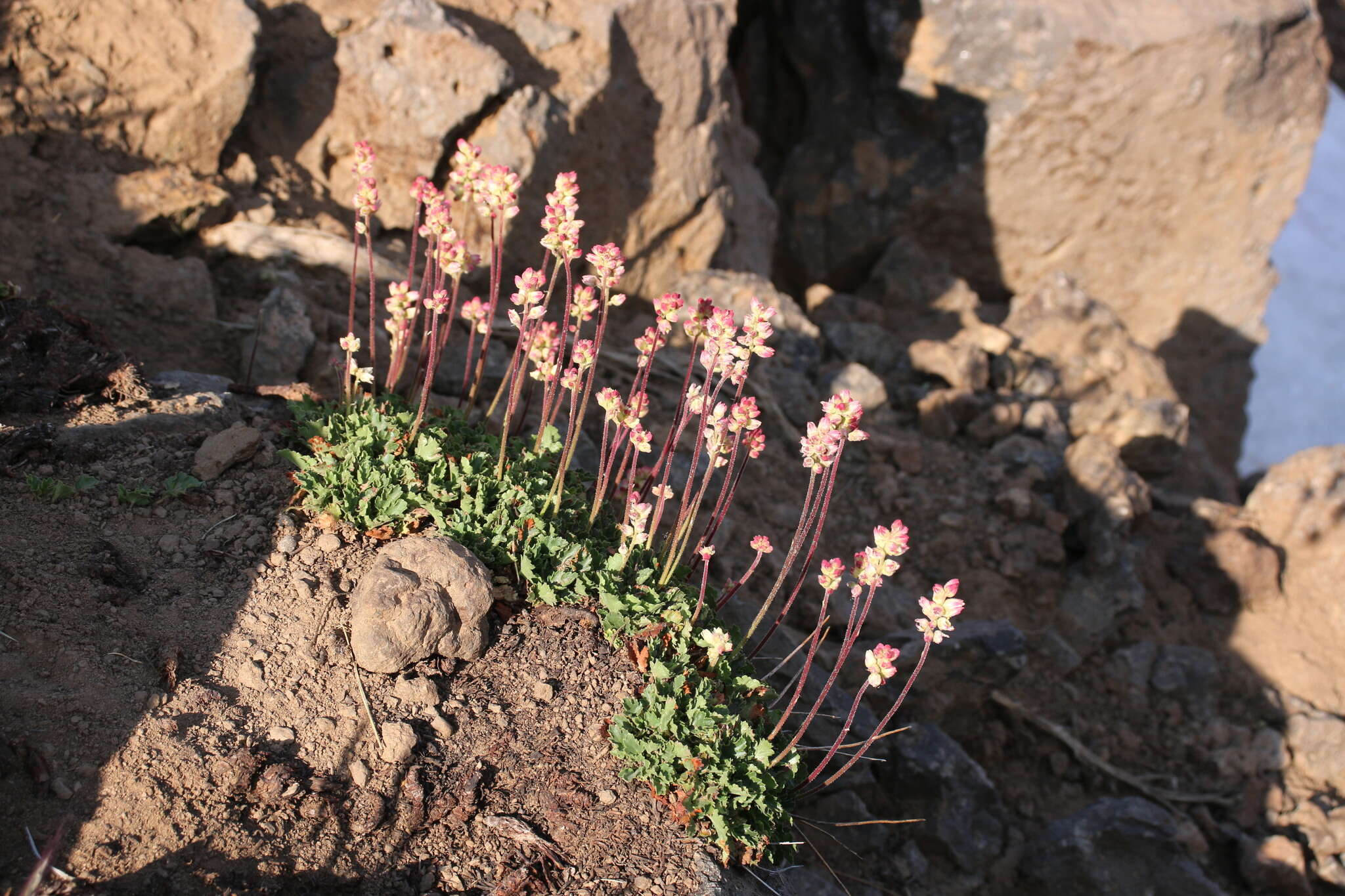 Image de Heuchera cylindrica var. alpina S. Watson