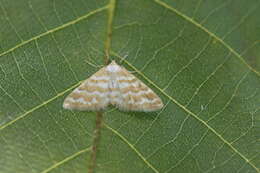 Image of Idaea sericeata