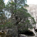 Image of Juniperus deppeana var. robusta Martínez