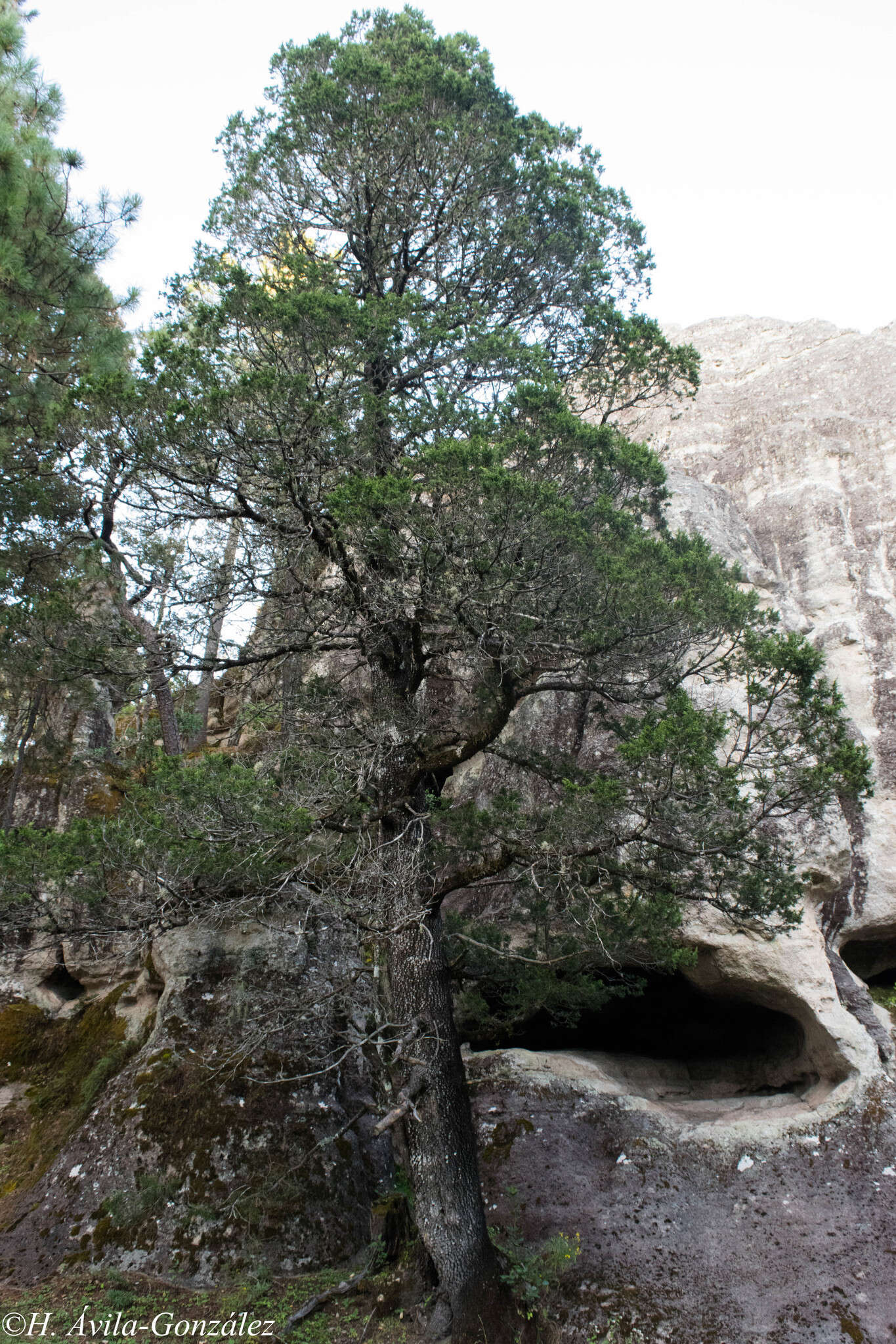 Image of Juniperus deppeana var. robusta Martínez