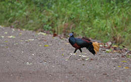 Image of Crested Fireback