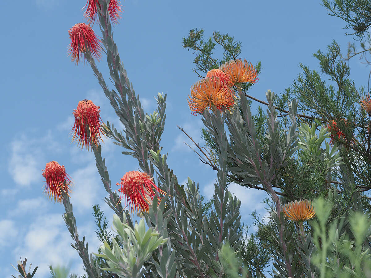 Image of Rocket pincushion