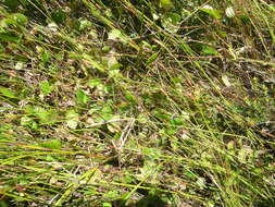 Image of Centella eriantha var. eriantha