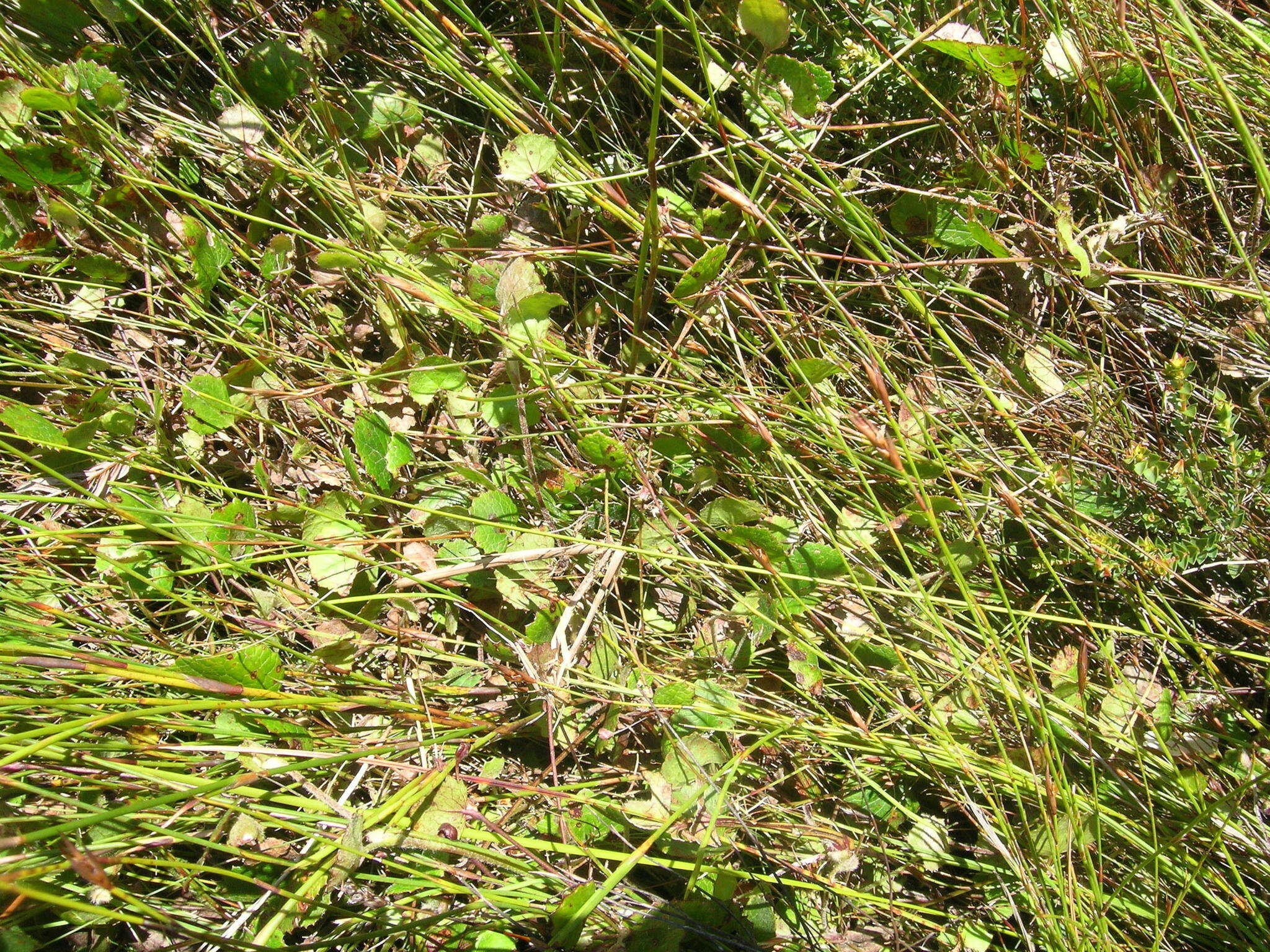 Imagem de Centella eriantha var. eriantha