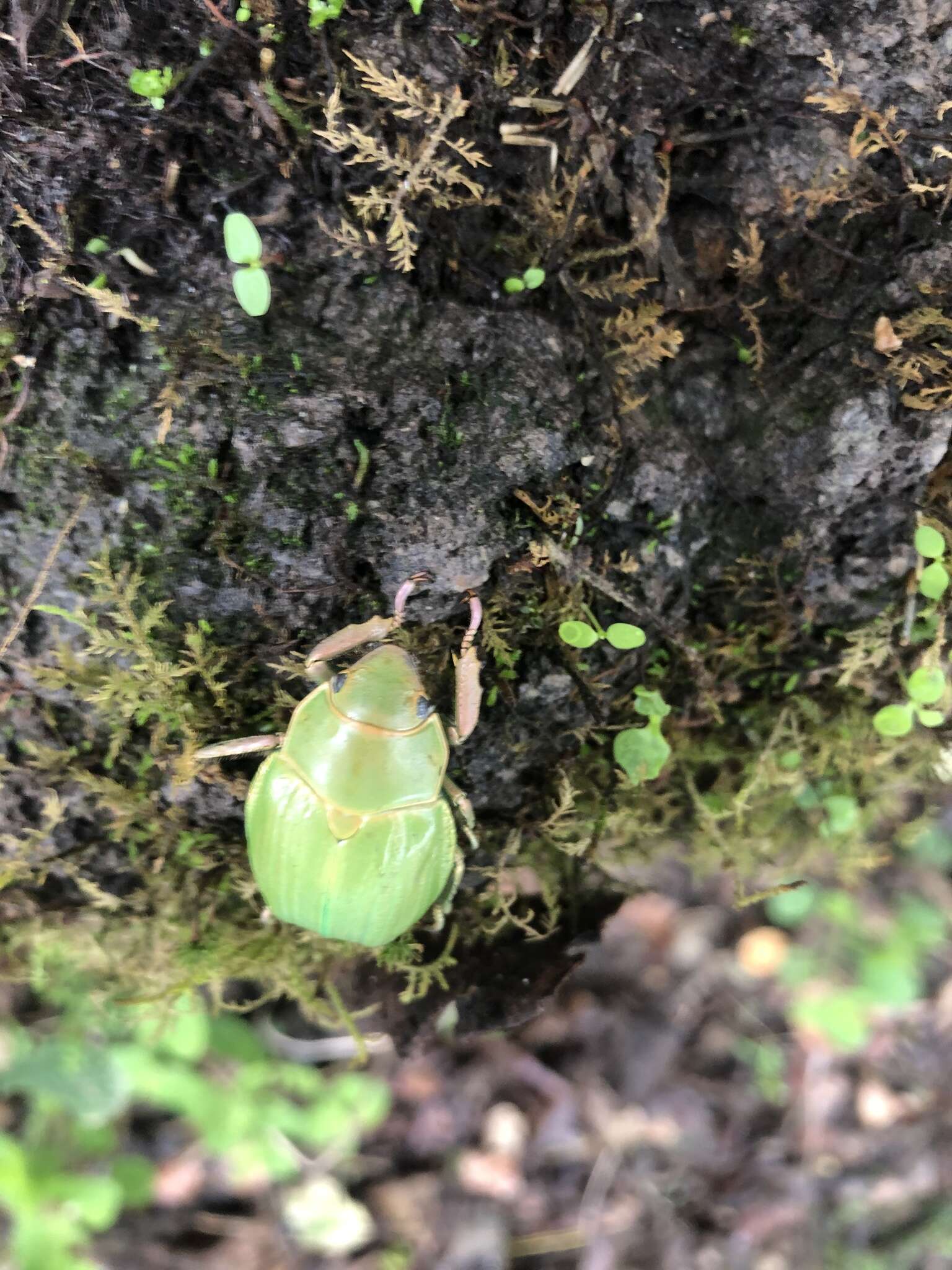 Image of Chrysina colima (Morón 1992)