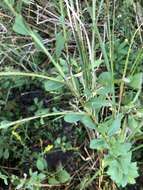 Sivun Solidago brachyphylla Chapman ex Torr. & A. Gray kuva