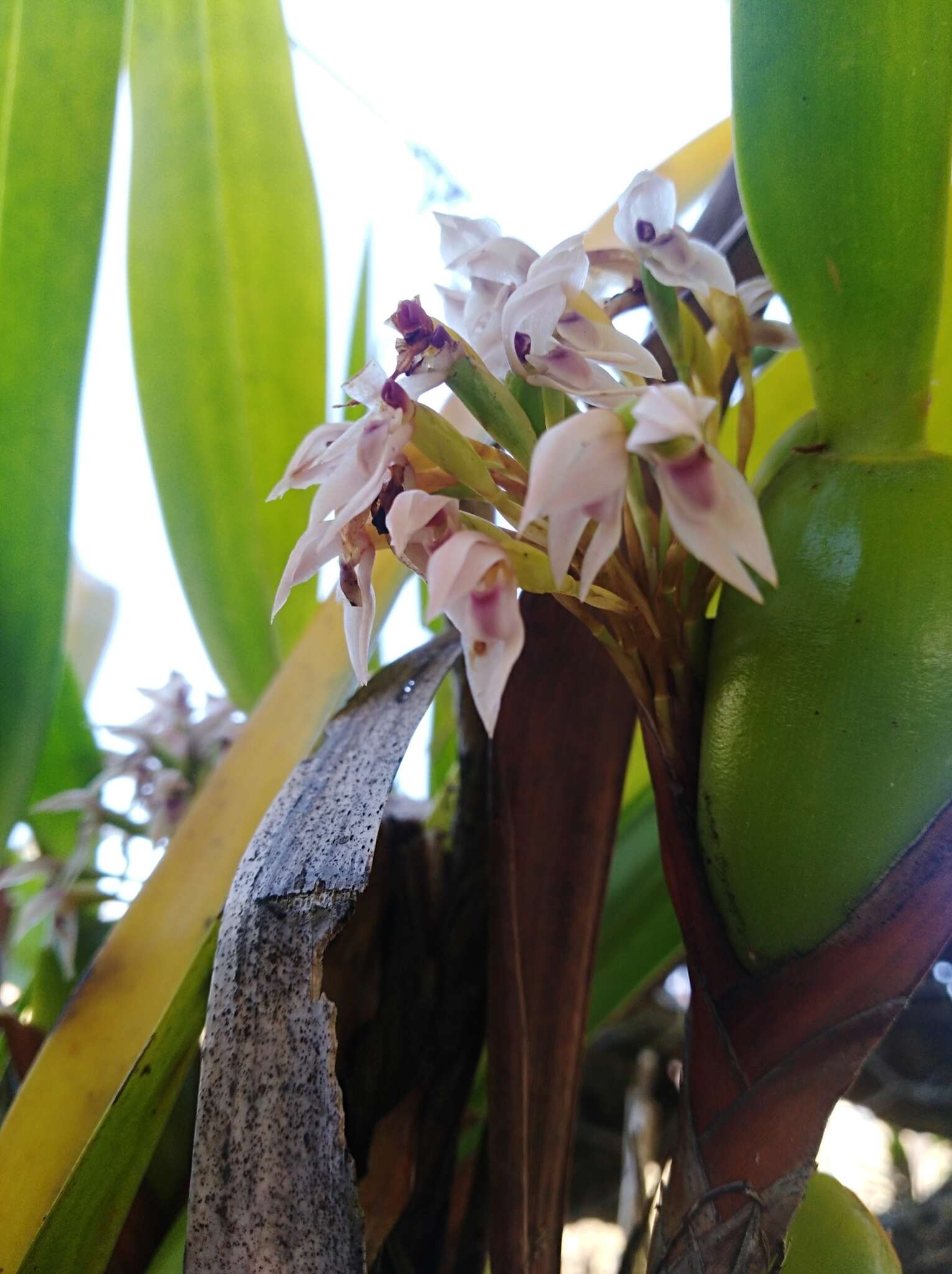 Image of Maxillaria densa Lindl.