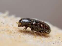 Image of Bark beetle