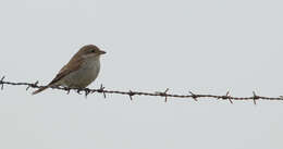 Image of Red-backed Shrike