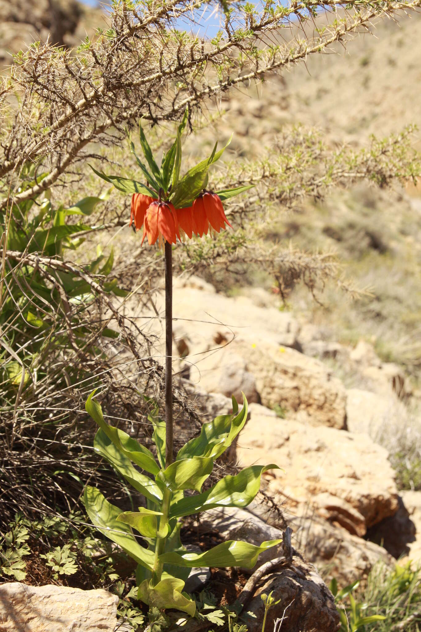 Image of imperial fritillary