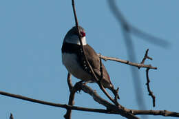 Image of Diamond Firetail