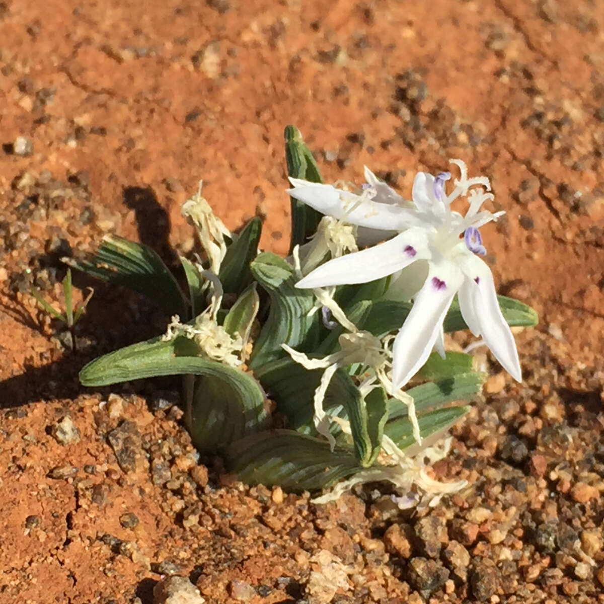 Image of Lapeirousia plicata subsp. plicata