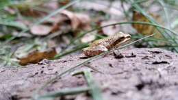 Image of Upland Chorus Frog