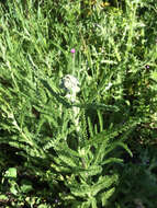 Image of common yarrow