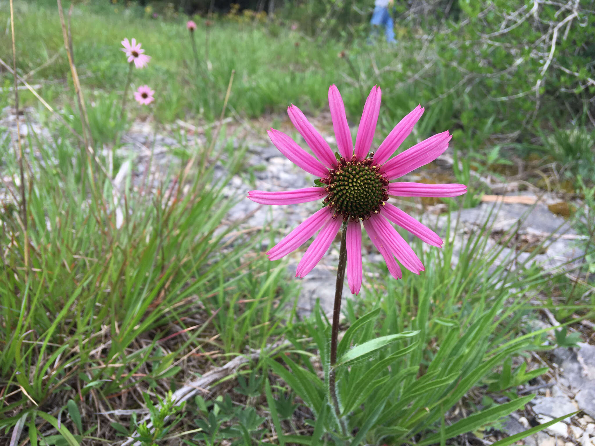 Image of Tennessee purple coneflower