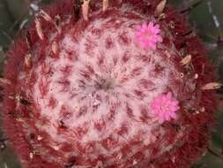 Image of Melocactus bellavistensis subsp. bellavistensis