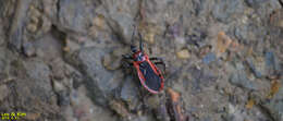 Image of Haematoloecha rufithorax (Breddin 1903)