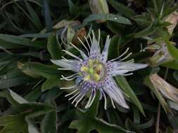 Passiflora karwinskii Mast.的圖片