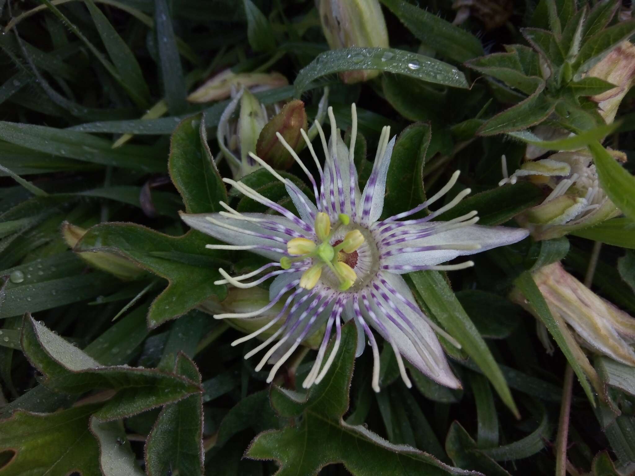 Passiflora karwinskii Mast.的圖片