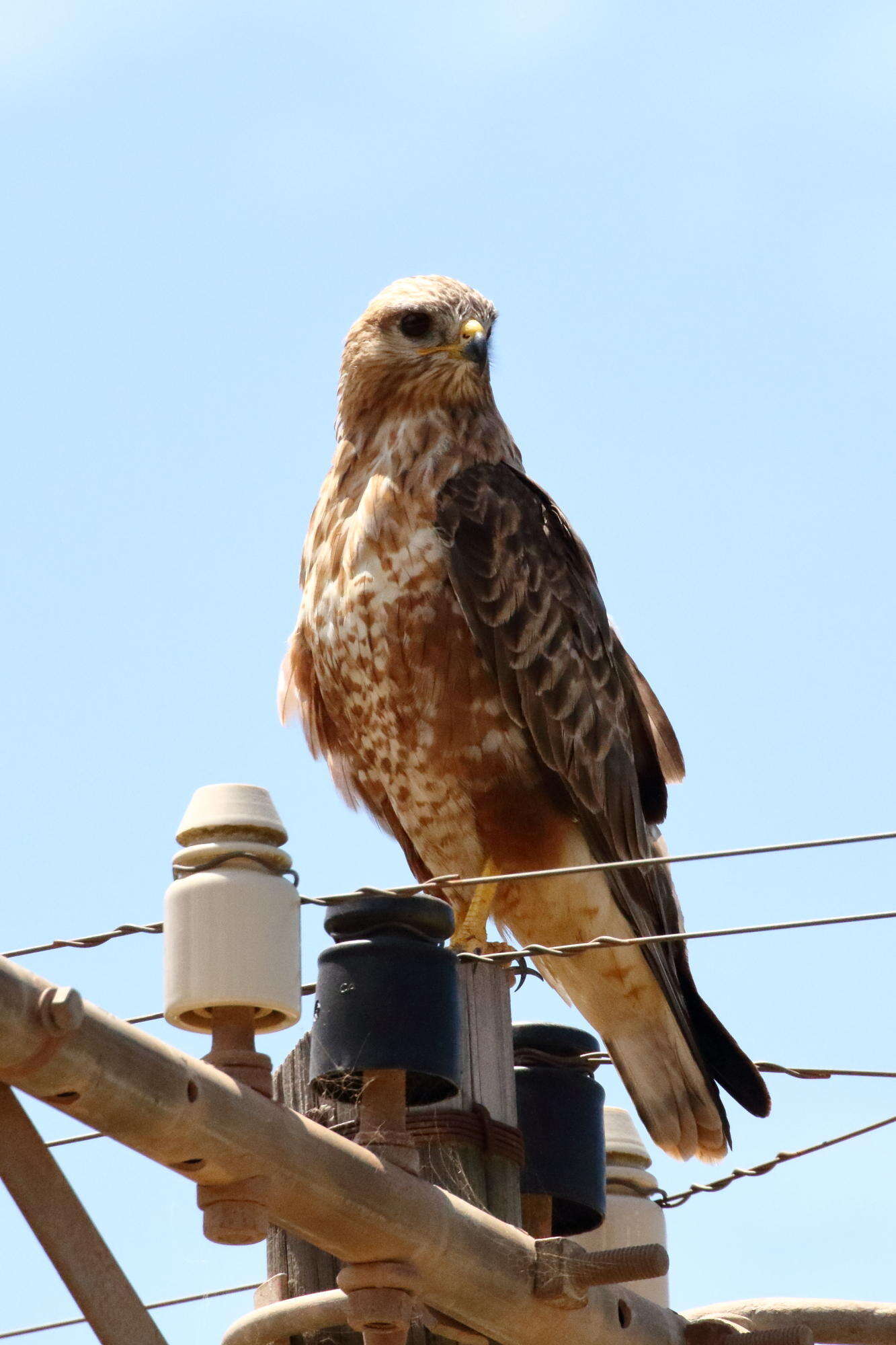 Imagem de Buteo buteo vulpinus (Gloger 1833)