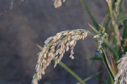 Image of rice