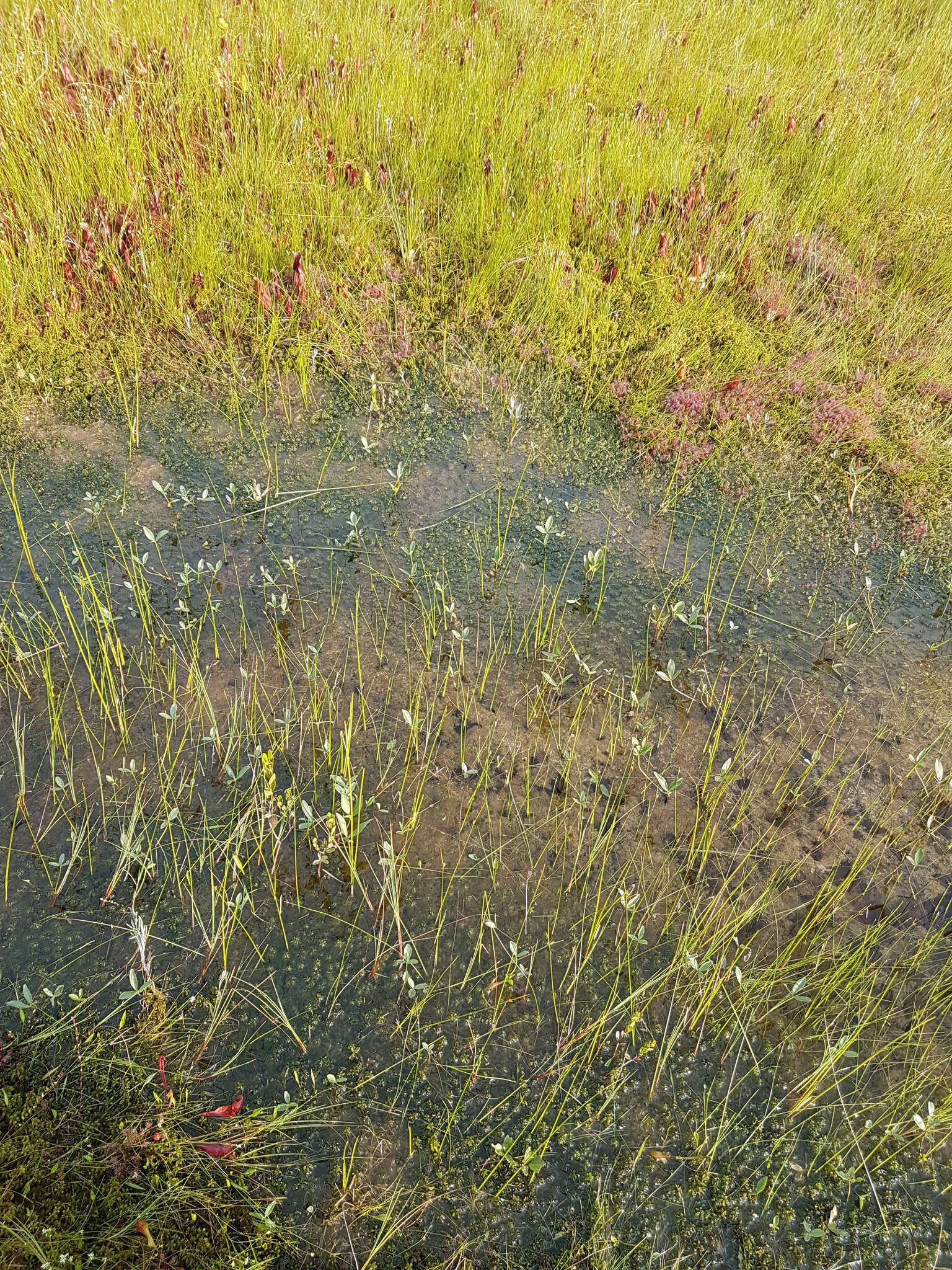 Sivun Schoenoplectus subterminalis (Torr.) Soják kuva