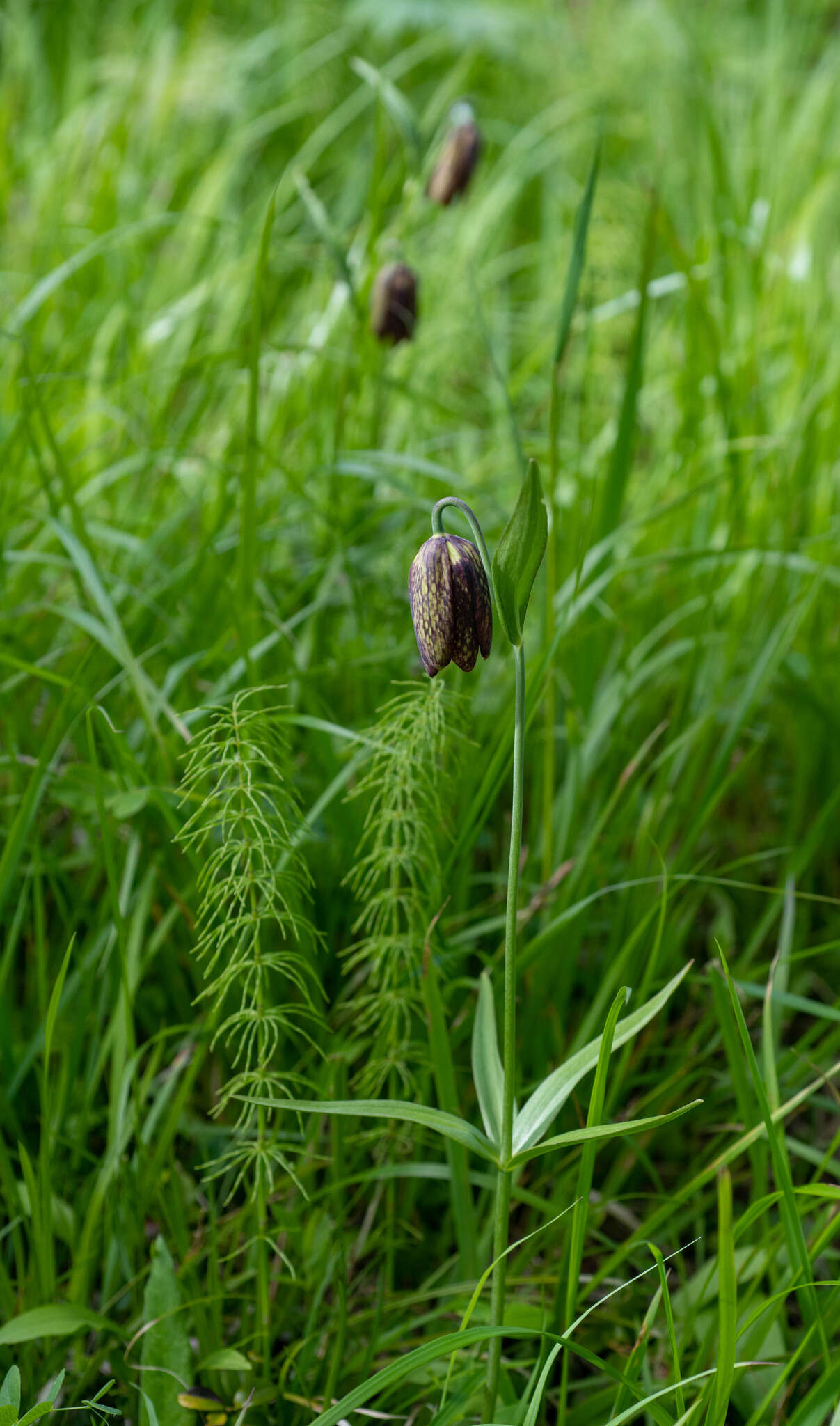 Image of Fritillaria dagana Turcz.