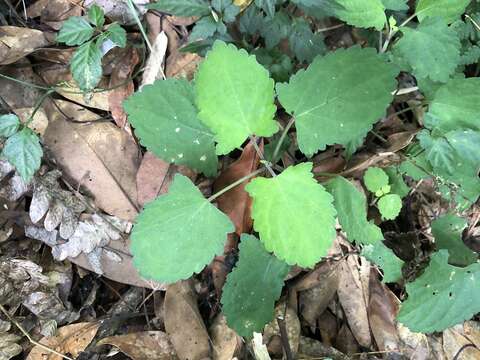 Image of Salvia nipponica Miq.