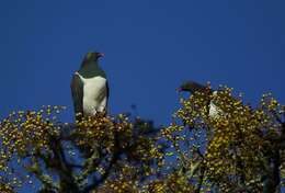 Image of Kererū