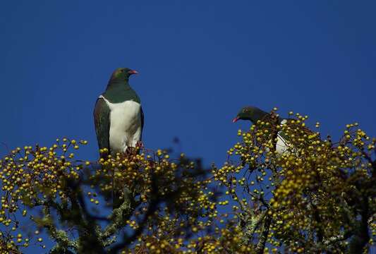 Image of Kererū